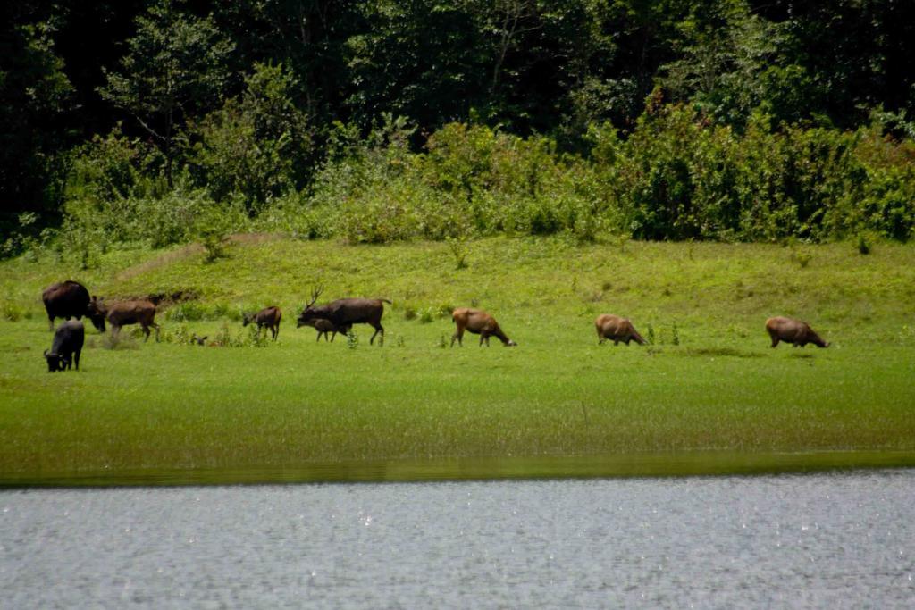 Dean Dale Cottages Thekkady Luaran gambar